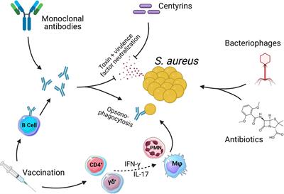 Staphylococcus aureus Vaccine Research and Development: The Past, Present and Future, Including Novel Therapeutic Strategies